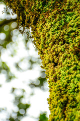 green moss background