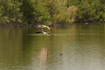 flamencos en lago