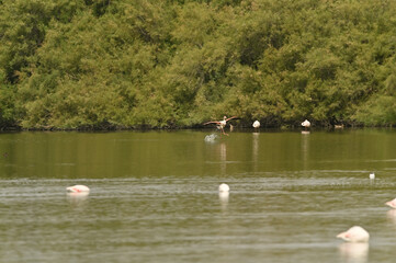 flamencos en lago