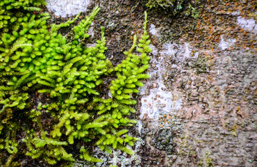 moss on a tree