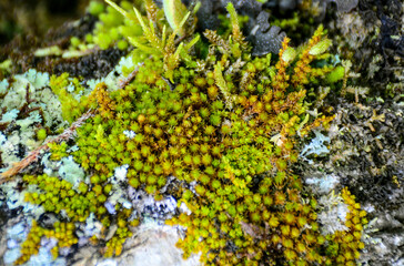lichen on the rock