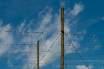 Hopfenplantage bei Brochenzell in Deutschland