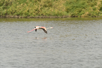 Flamendo en la laguna