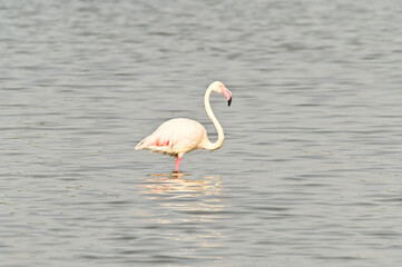Flamendo en la laguna