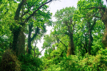 Fototapeta premium liana-covered trees in a subtropical broadleaf forest in the delta of the Samur River