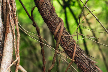 stems of climbing and creeping plants in a subtropical forest close-up
