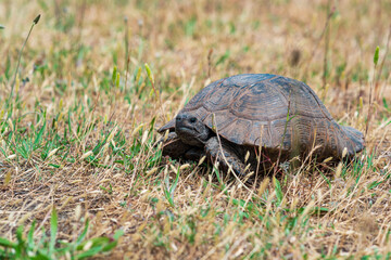 greek tortoise among dry grass outdoor