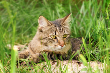Cat languishes in the heat lying on the ground with its tongue out. Tabby domestic cat on a walk outdoors. The cat is sitting in green grass with open mouth. Walk with a pet cat summer heat. 4K video