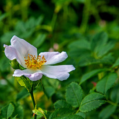 A flowering plant with decorative inflorescences named Wild Rose, growing near fences in the city of Białystok in Podlasie, Poland.