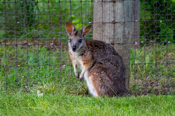 kangaroo in the zoo