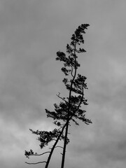 Tall, Crooked Fir Trees Silhouette in Karlovy Vary or Carlsbad, Czech Republic