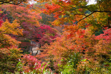 Fototapeta na wymiar 京都清水寺の紅葉