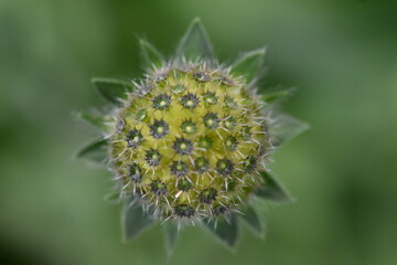 Verwelkter Kopf einer Witwenblume
