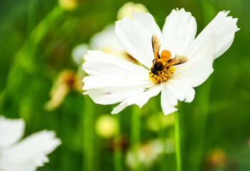 Obraz premium bee on daisy