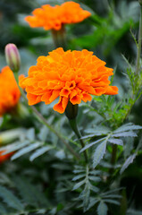 orange flower in the garden