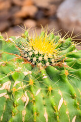 cactus close up