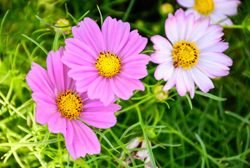 Fototapeta premium pink cosmos flower