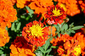 orange flowers
