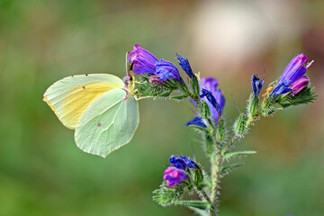 Mittelmeer-Zitronenfalter - Gonepteryx cleopatra