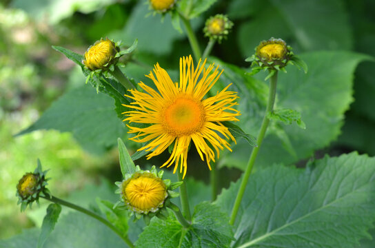 Inula magnifica  (Giant Fleabane) blooming yellow flower and its buds grows in the summer garden. Growing flowers or greeting concept.