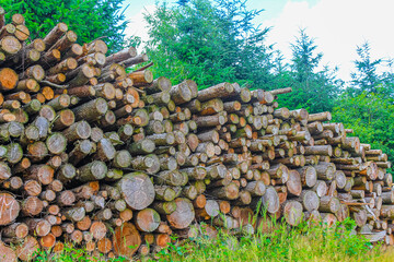 Sawed off and stacked logs tree trunks forest clearing Germany.