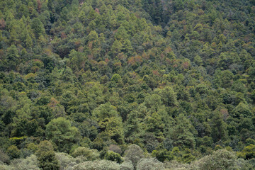 Forest and tree landscape texture abstract background