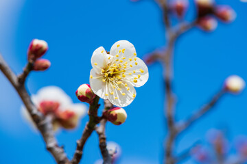 梅の花のクローズアップ