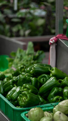pimento