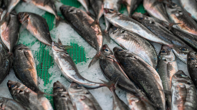 peixe mercado