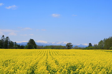 北海道　滝川の菜の花畑