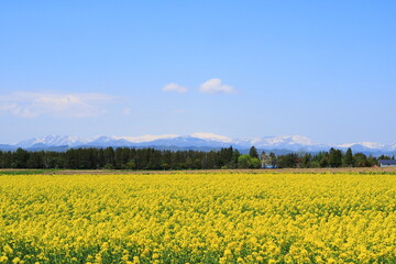 Obraz premium 北海道 滝川の菜の花畑
