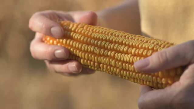 Farmer holding harvested ear of corn in field