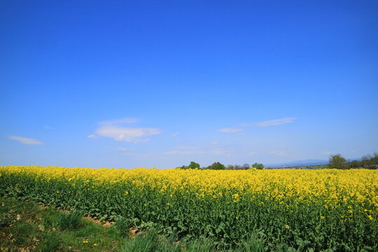 北海道 滝川 菜の花 の画像 1 件の Stock 写真 ベクターおよびビデオ Adobe Stock