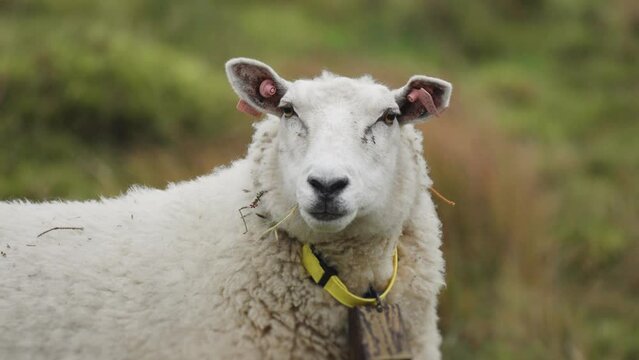 A close-up shot of a white wooly sheep on the blurry green background. Slow-motion, pan left.