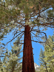 Fototapeta premium low angle view of redwood tree in the forest
