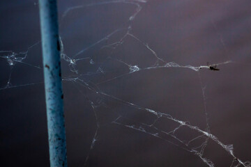 spider web
паутина