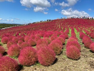 field of flowers in the spring
