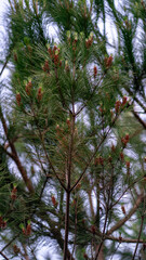 folhas plantas natureza