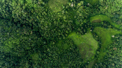 Aerial view of forest