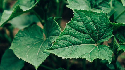 Leaves of cucumber plant growing in garden, seedlings in farmer's garden