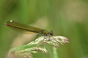 dragonfly on a leaf