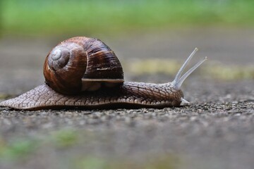 snail on a leaf
