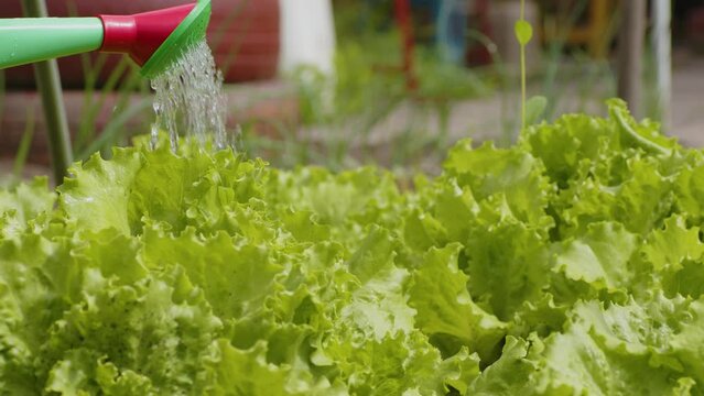 Unrecognizable person pouring water on blooming green lettuce with watering can. Anonymous gardener watering beds with ripe vegetables. Concept of caring of vegetable garden in summertime.