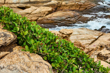 Tropical green plants against the background of coastal rocks and sea waves.