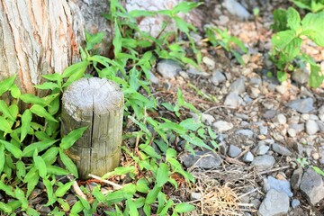 滋賀県、マキノ、マキノピックランド、メタセコイヤ、メタセコイヤの並木道、メタセコイヤ並木道、新緑、初夏、ドライブ