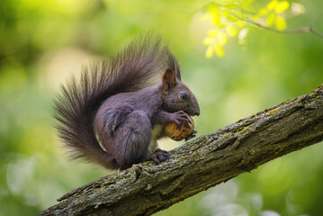 Close-up of a black squirrel on the tree brunch