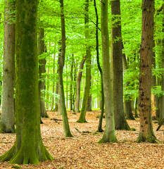 North German agricultural field forest trees nature landscape panorama Germany.
