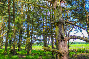 Fototapeta premium North German agricultural field forest trees nature landscape panorama Germany.