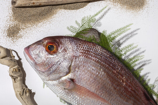 Red porgy near sticks and sand