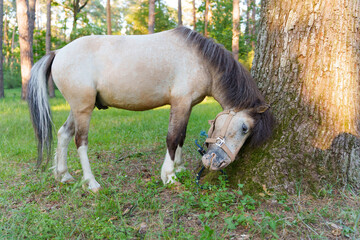 Pony rubbing against a tree